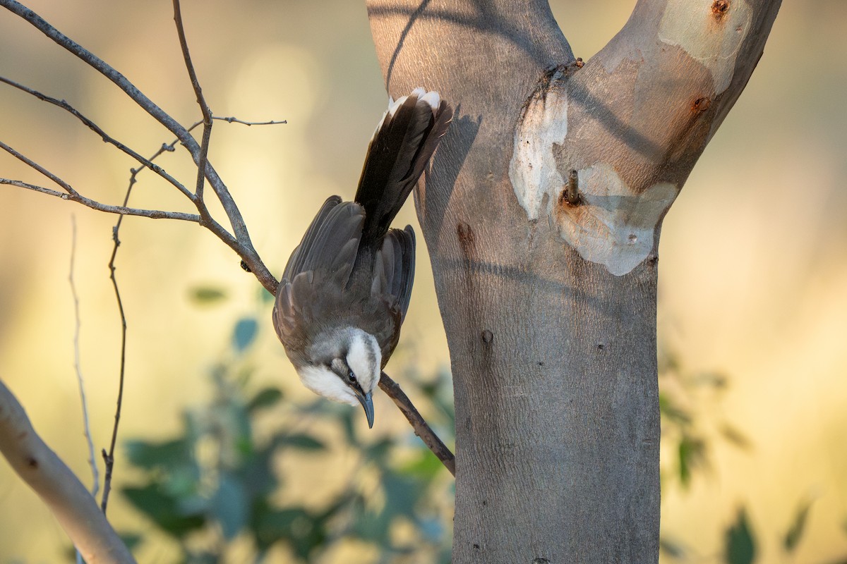 オーストラリアマルハシ - ML645066815