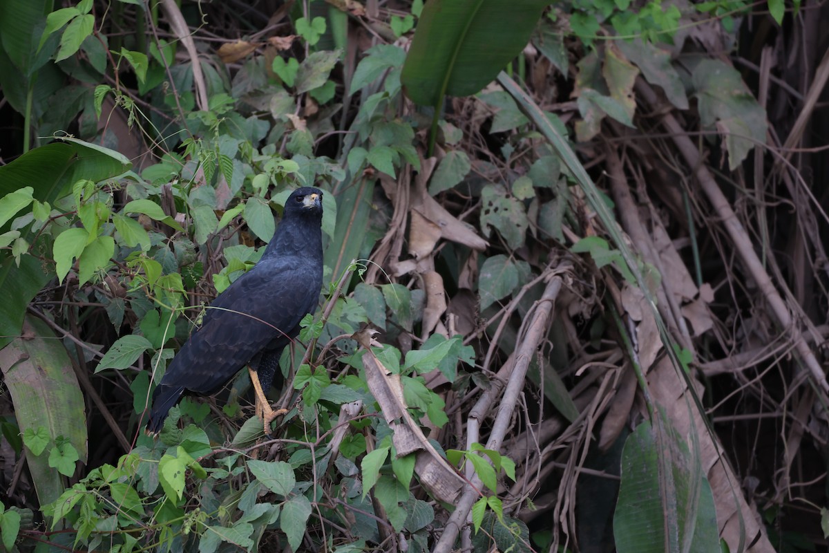 Great Black Hawk - ML645066816