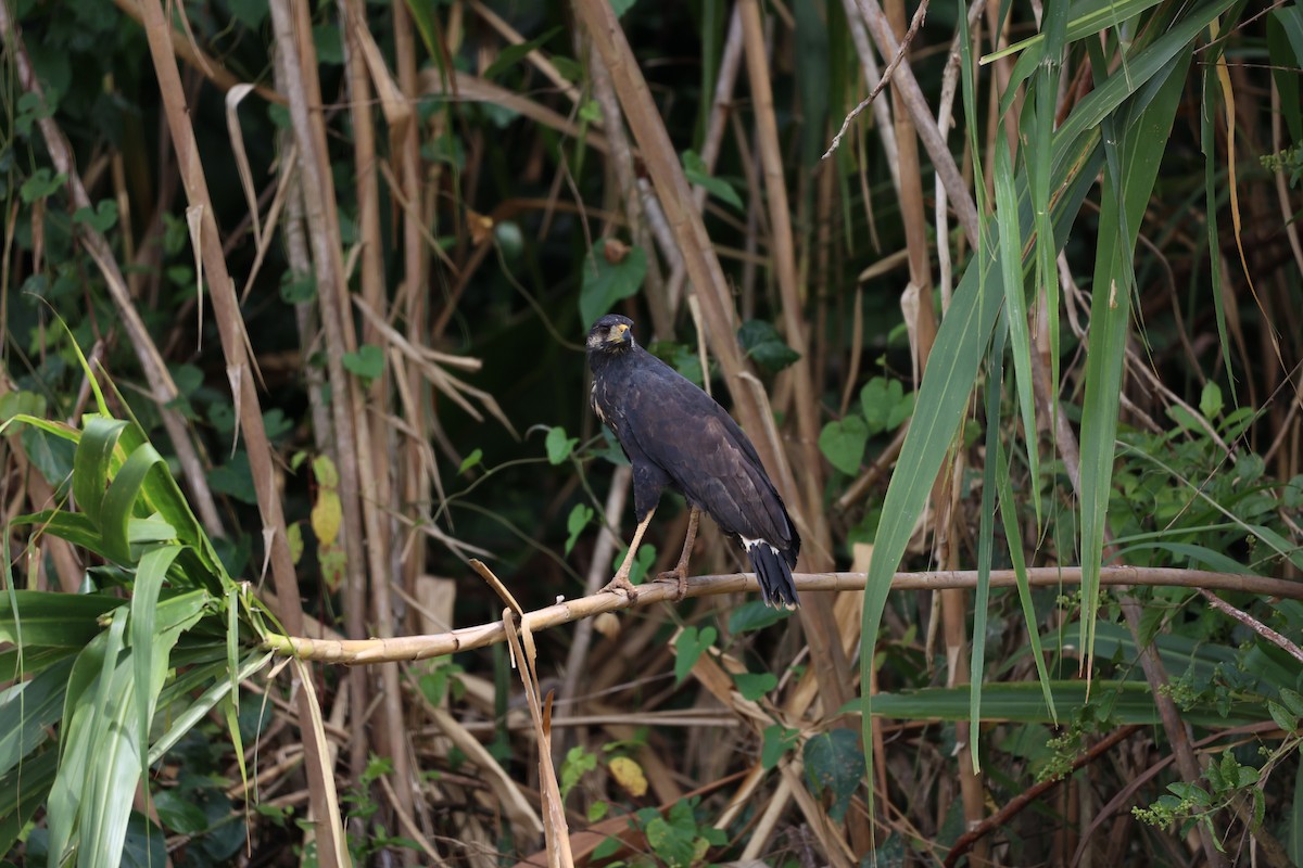 Great Black Hawk - ML645066817