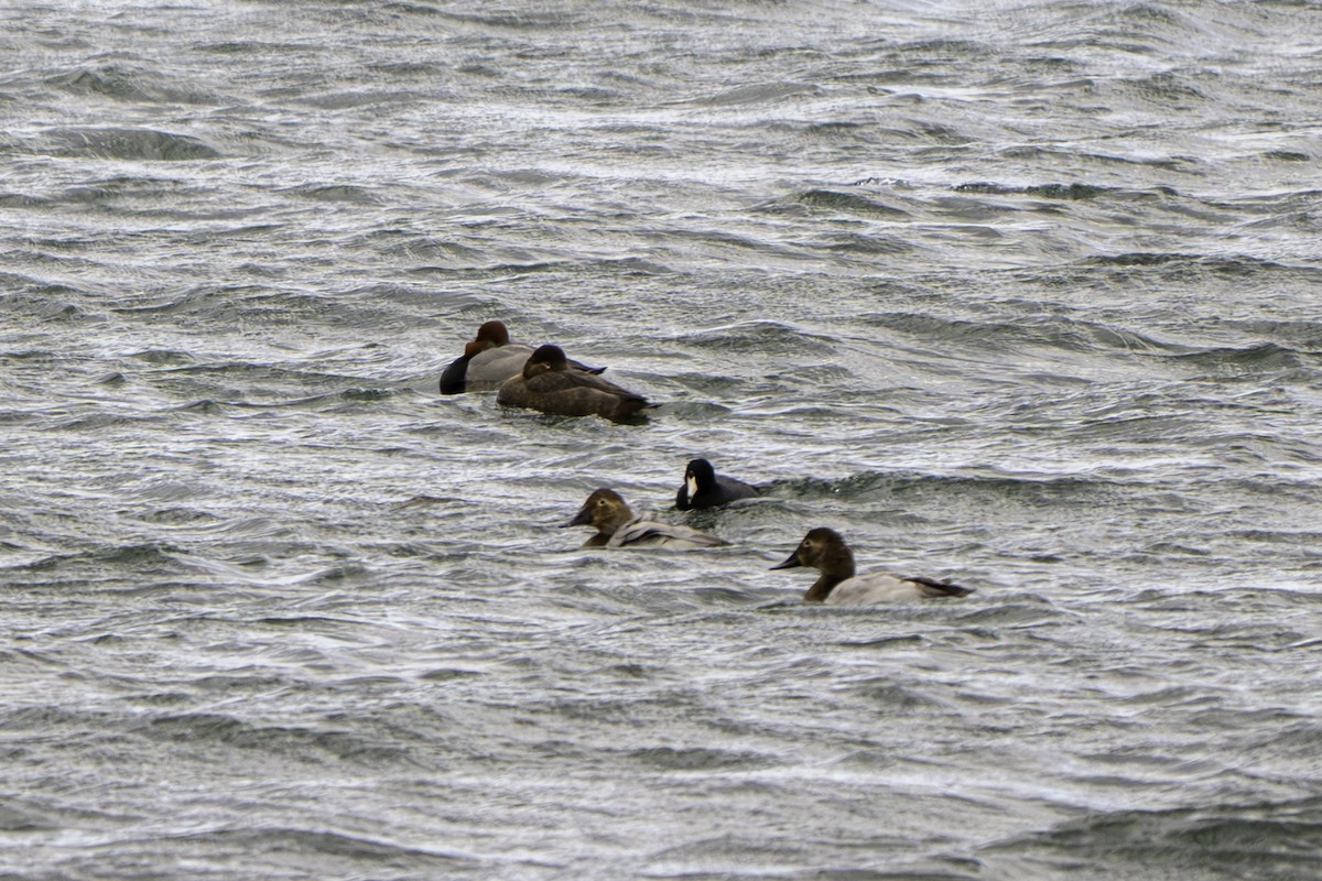 Murgilari bizkarzuria - ML645066818