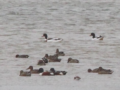 Paita arrunta - ML645066819