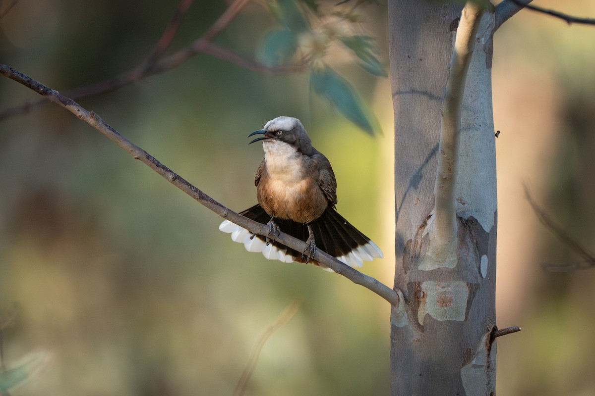 オーストラリアマルハシ - ML645066848