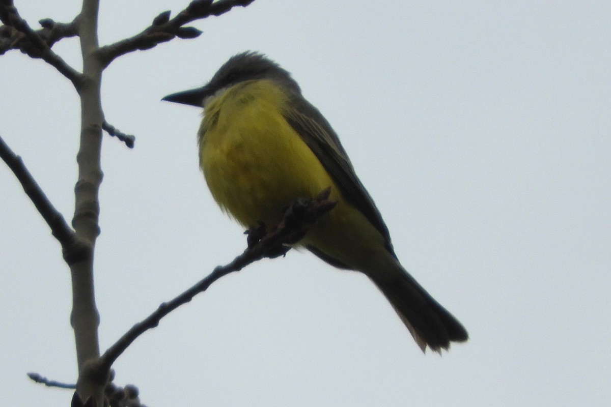 Tropical Kingbird - ML645066850