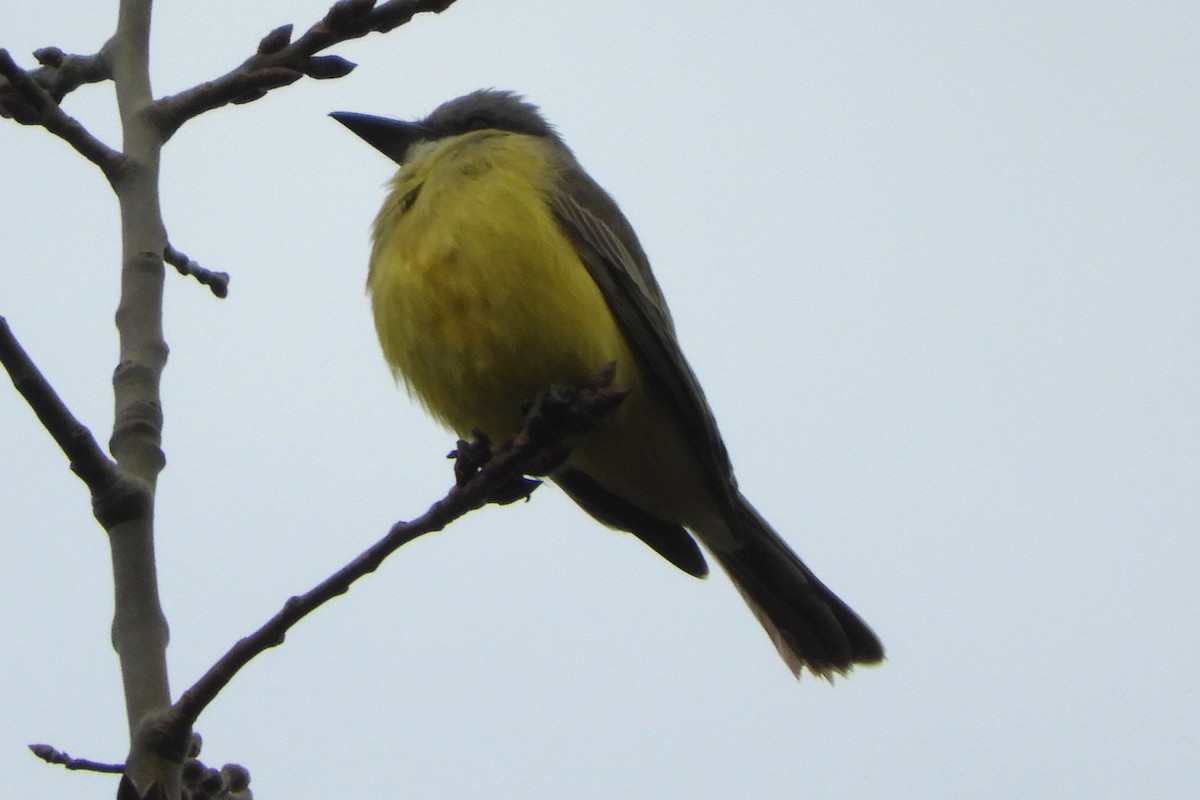 Tropical Kingbird - ML645066851