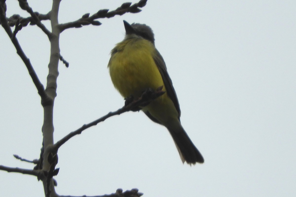 Tropical Kingbird - ML645066852