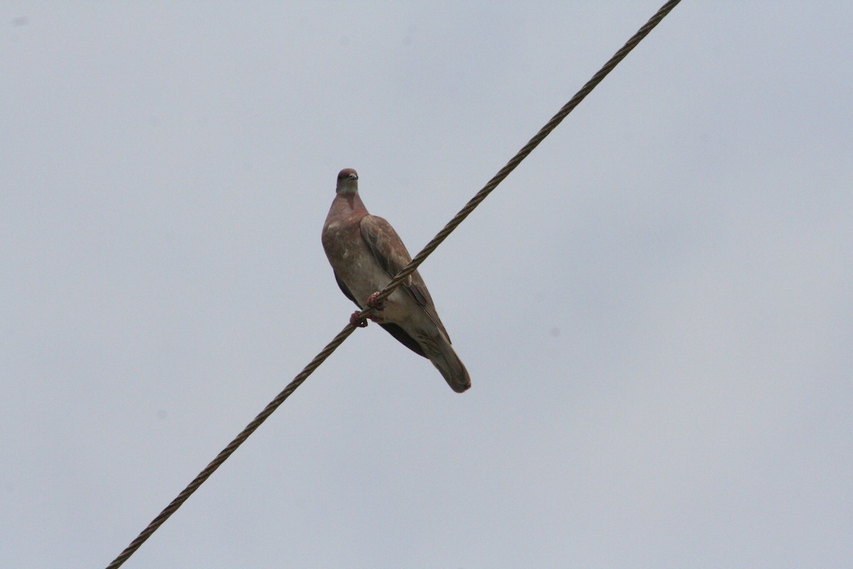 Pale-vented Pigeon - ML645066853