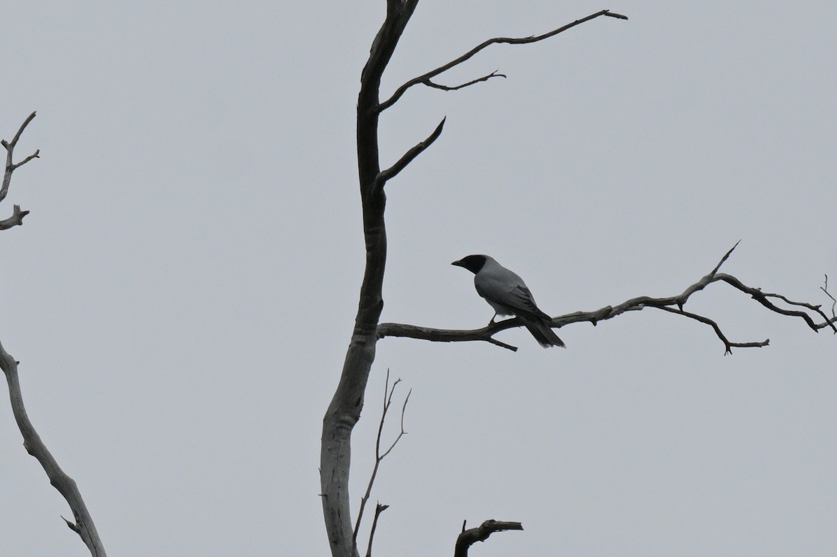 Black-faced Cuckooshrike - ML645066854