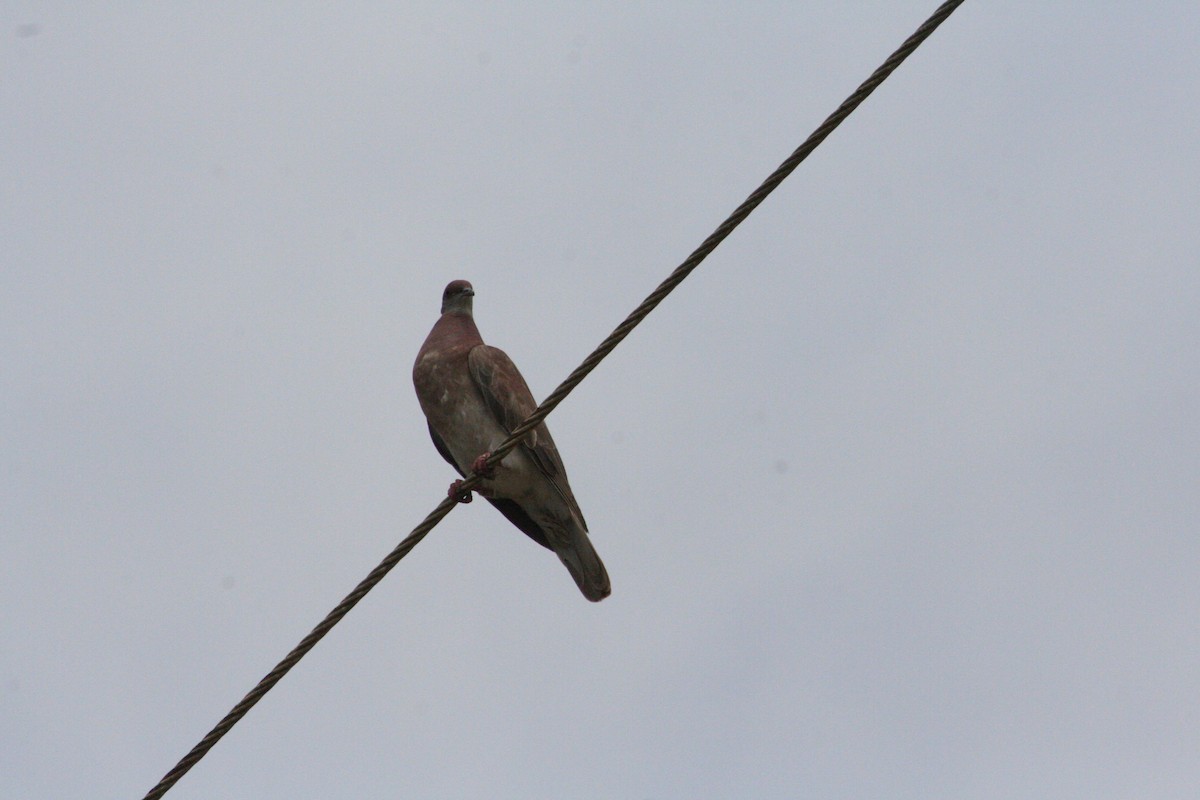 Pale-vented Pigeon - ML645066855