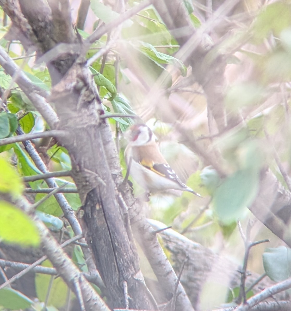 Бор бужирга - ML645066856