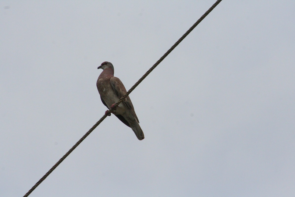Pale-vented Pigeon - ML645066857