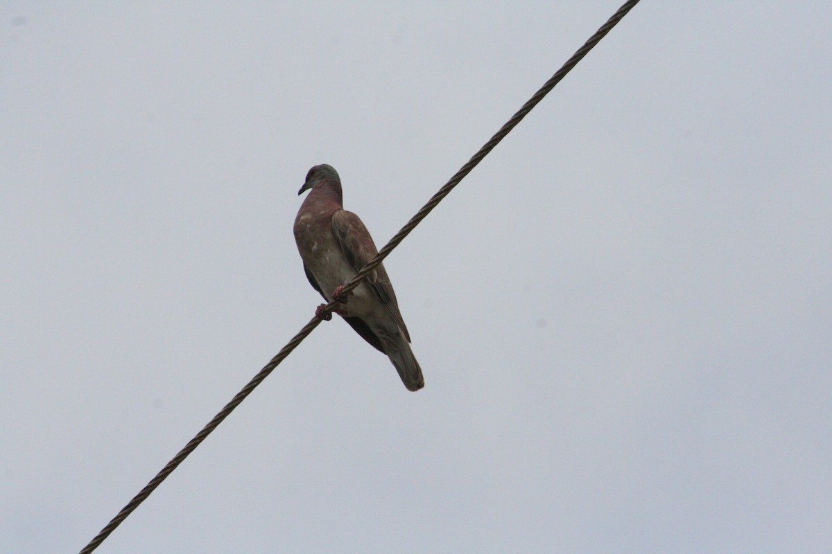 Pale-vented Pigeon - ML645066861