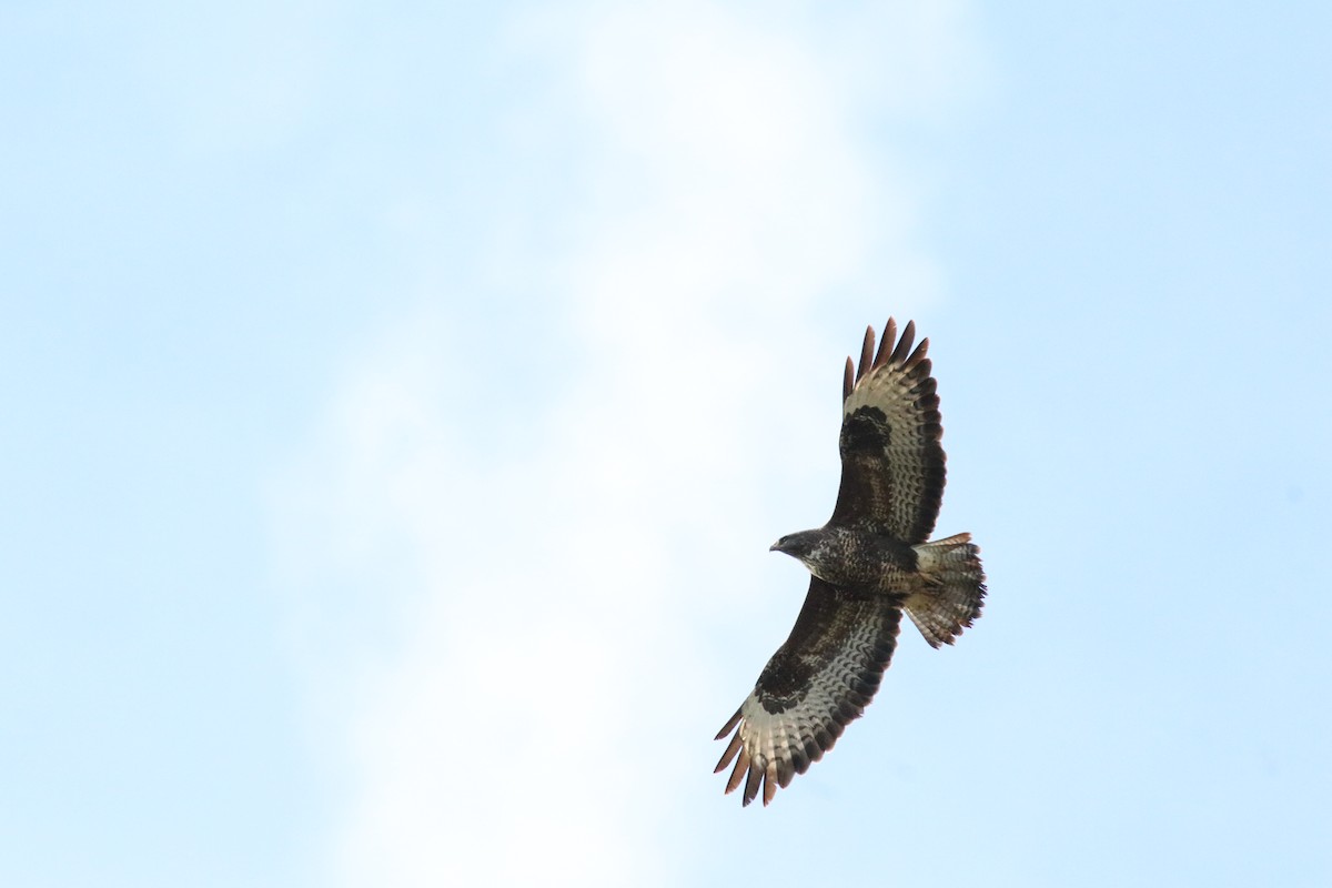 Common Buzzard - ML645066866