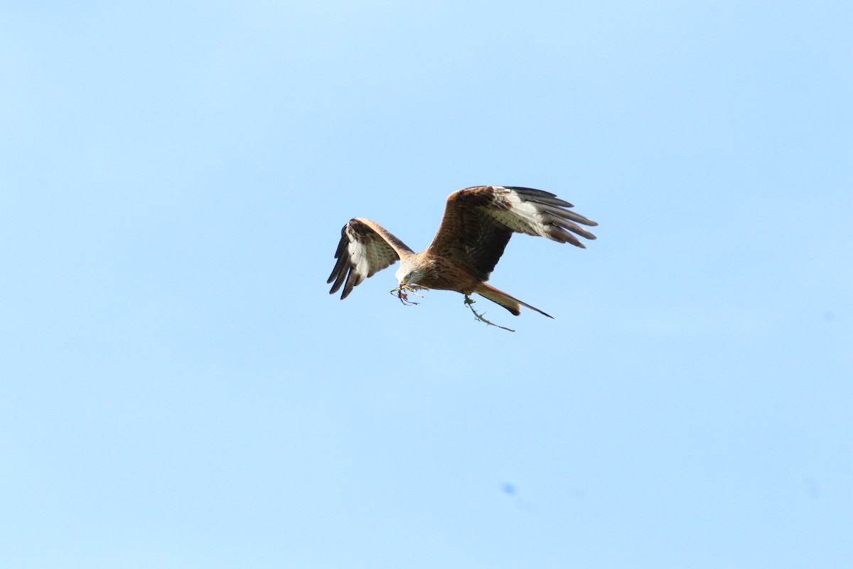 Red Kite - ML645066867