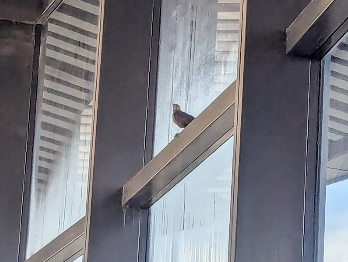 Great-tailed Grackle - ML645066875