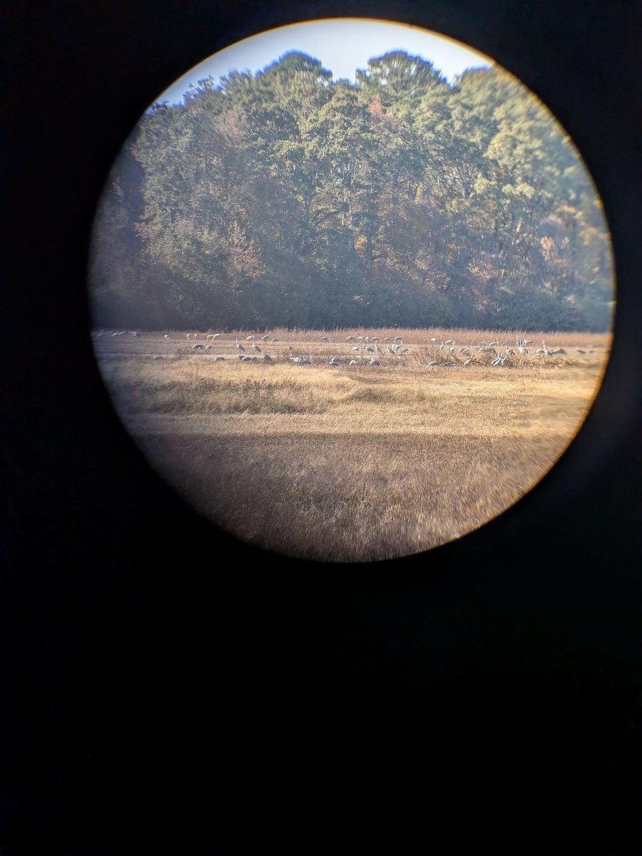 沙丘鶴 - ML645066904