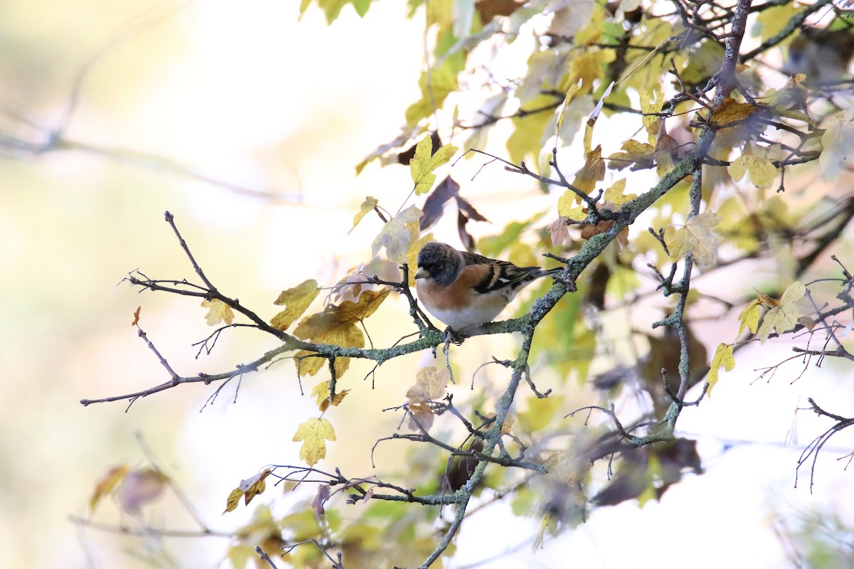 Brambling - ML645066921