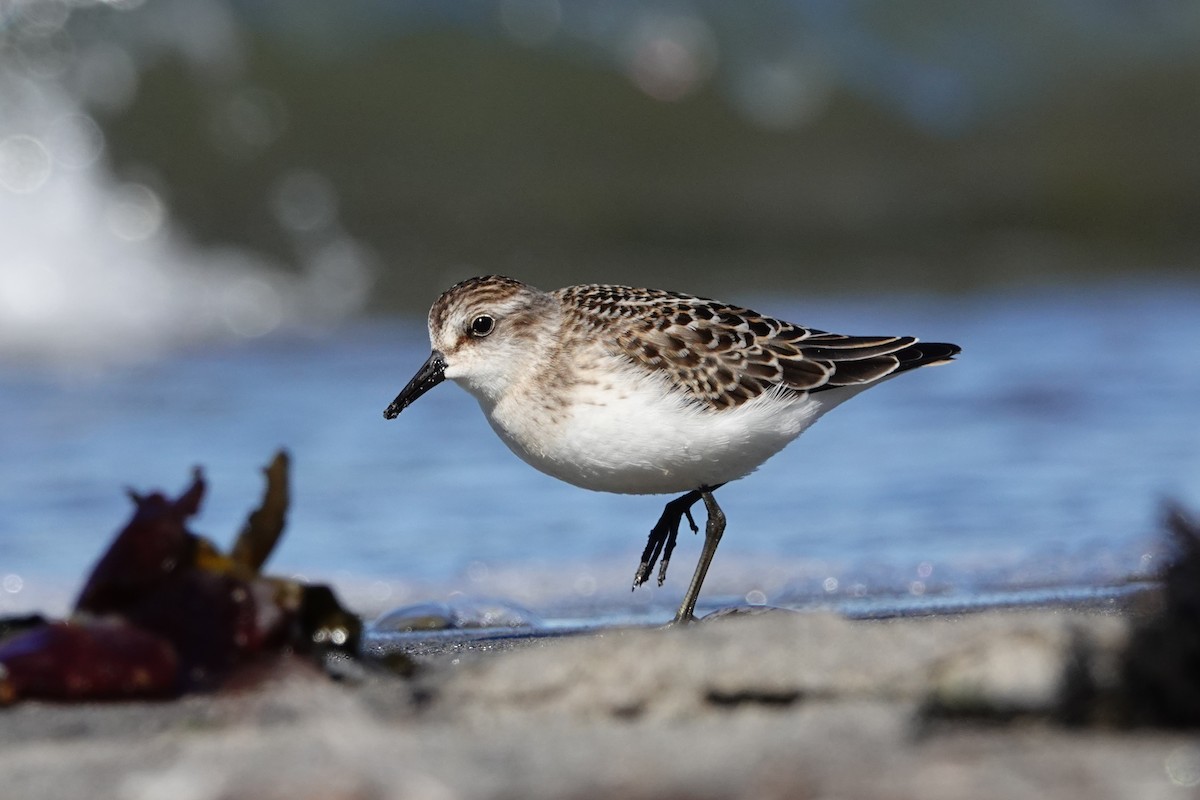 Semipalmated Sandpiper - ML645066923