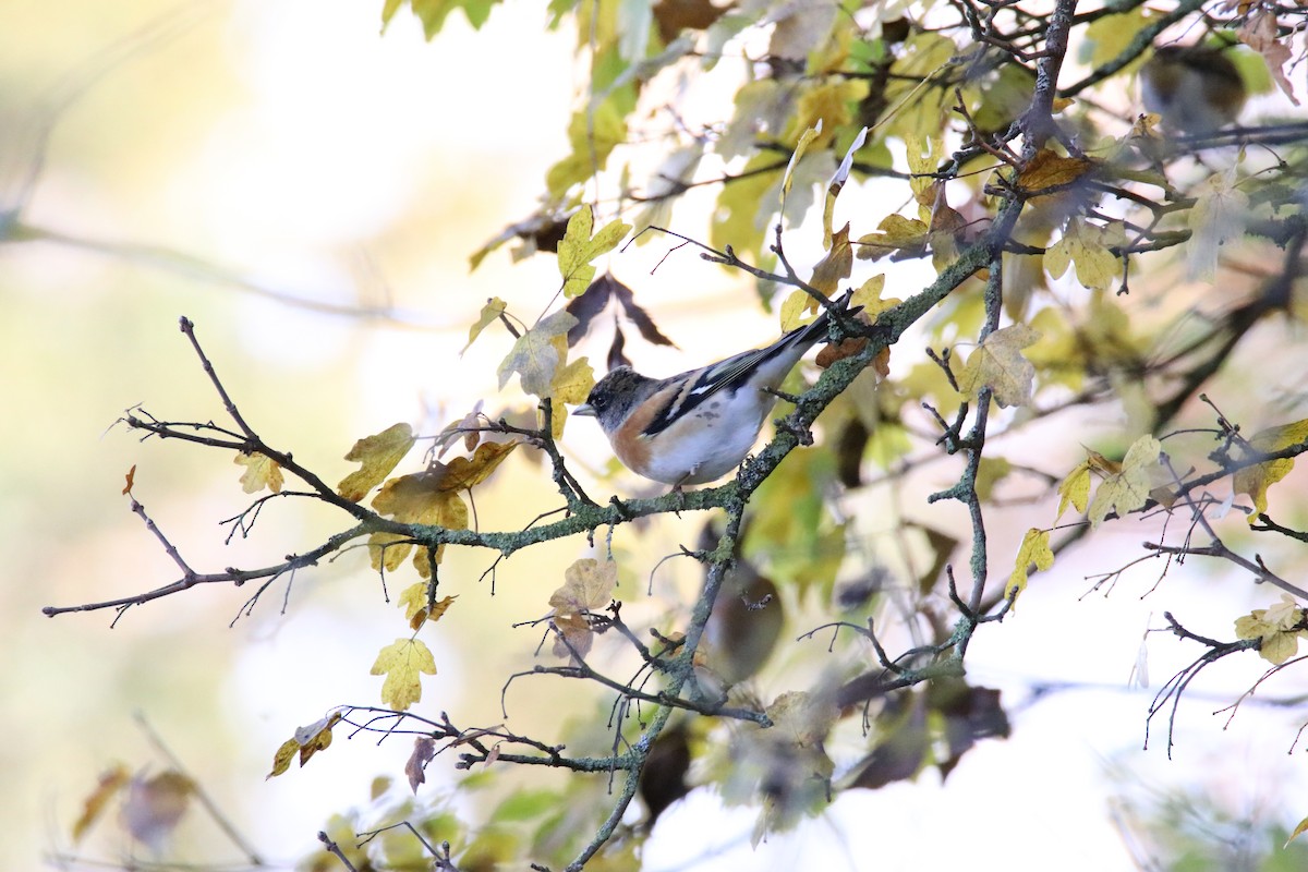 Brambling - ML645066924