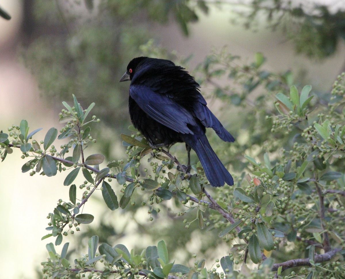 Bronzed Cowbird - ML645066949