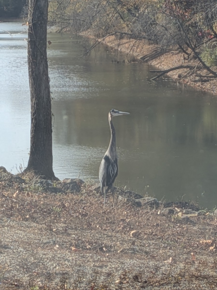Great Blue Heron - ML645066955