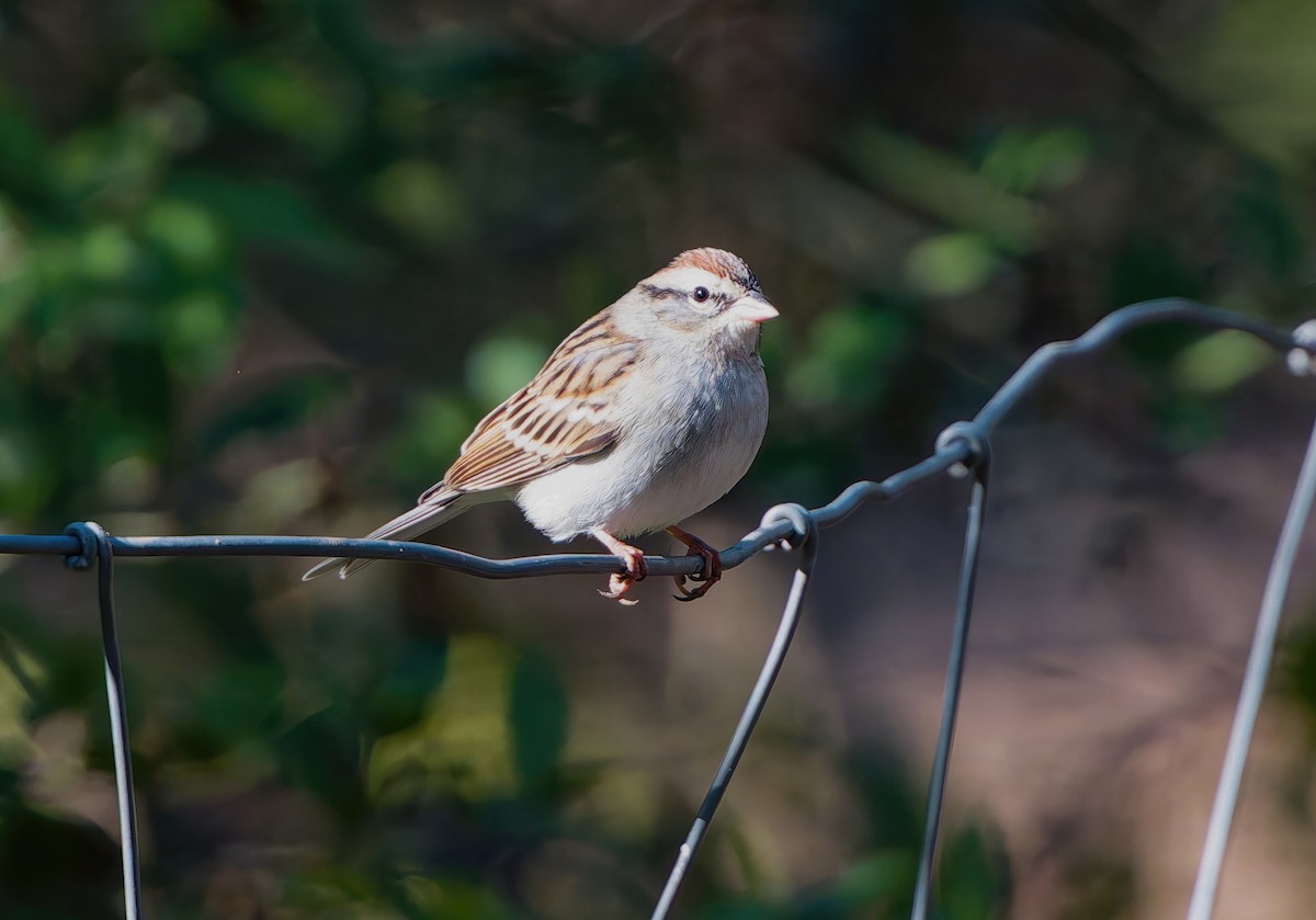 Chipping Sparrow - ML645066956