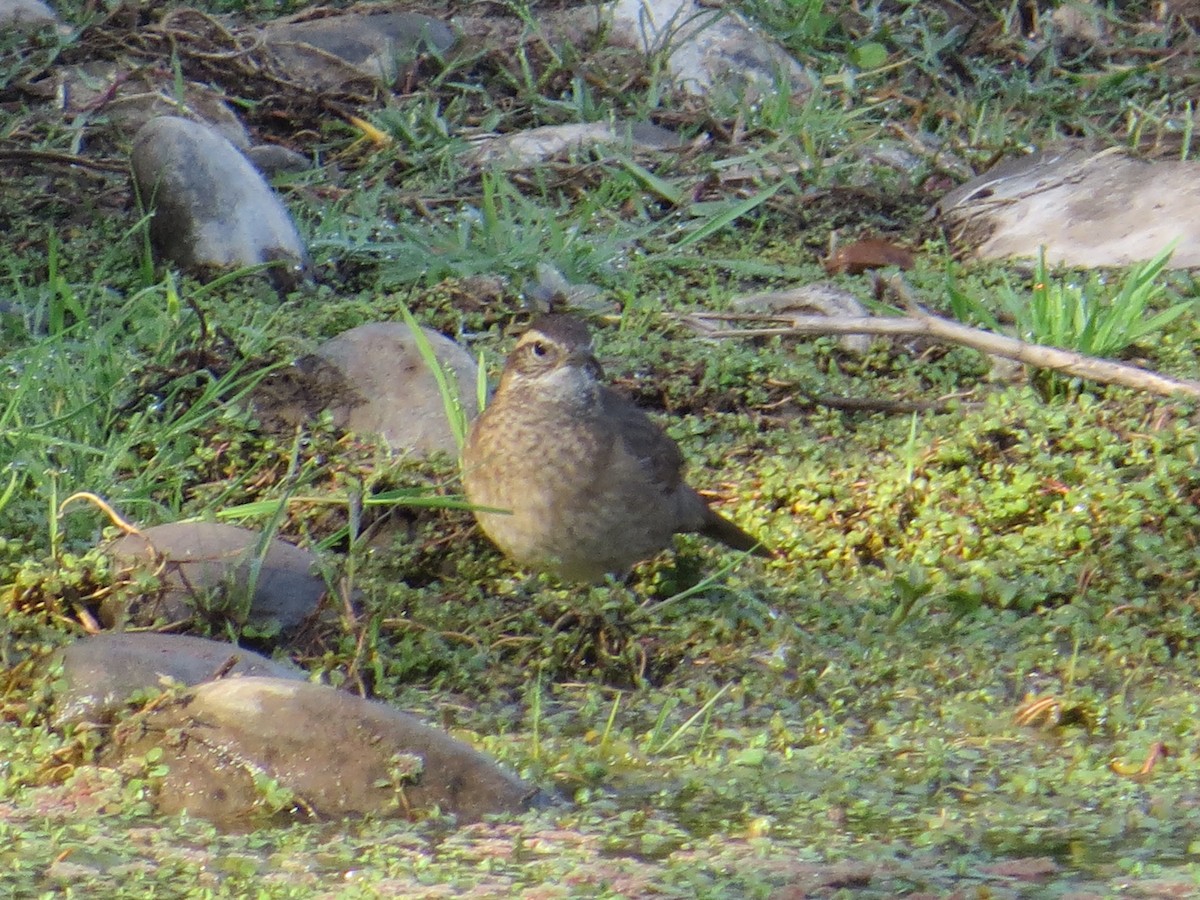 Patagonian Forest Earthcreeper - ML645066962