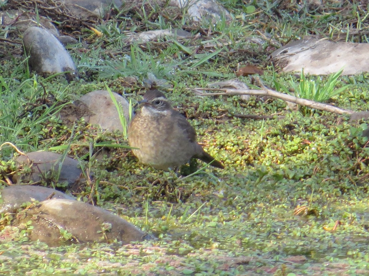 Patagonian Forest Earthcreeper - ML645066963