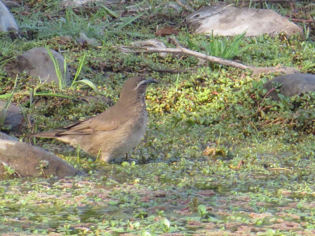 Patagonian Forest Earthcreeper - ML645066964