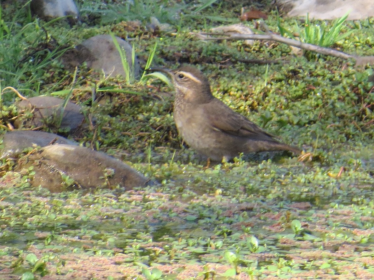 Patagonian Forest Earthcreeper - ML645066965
