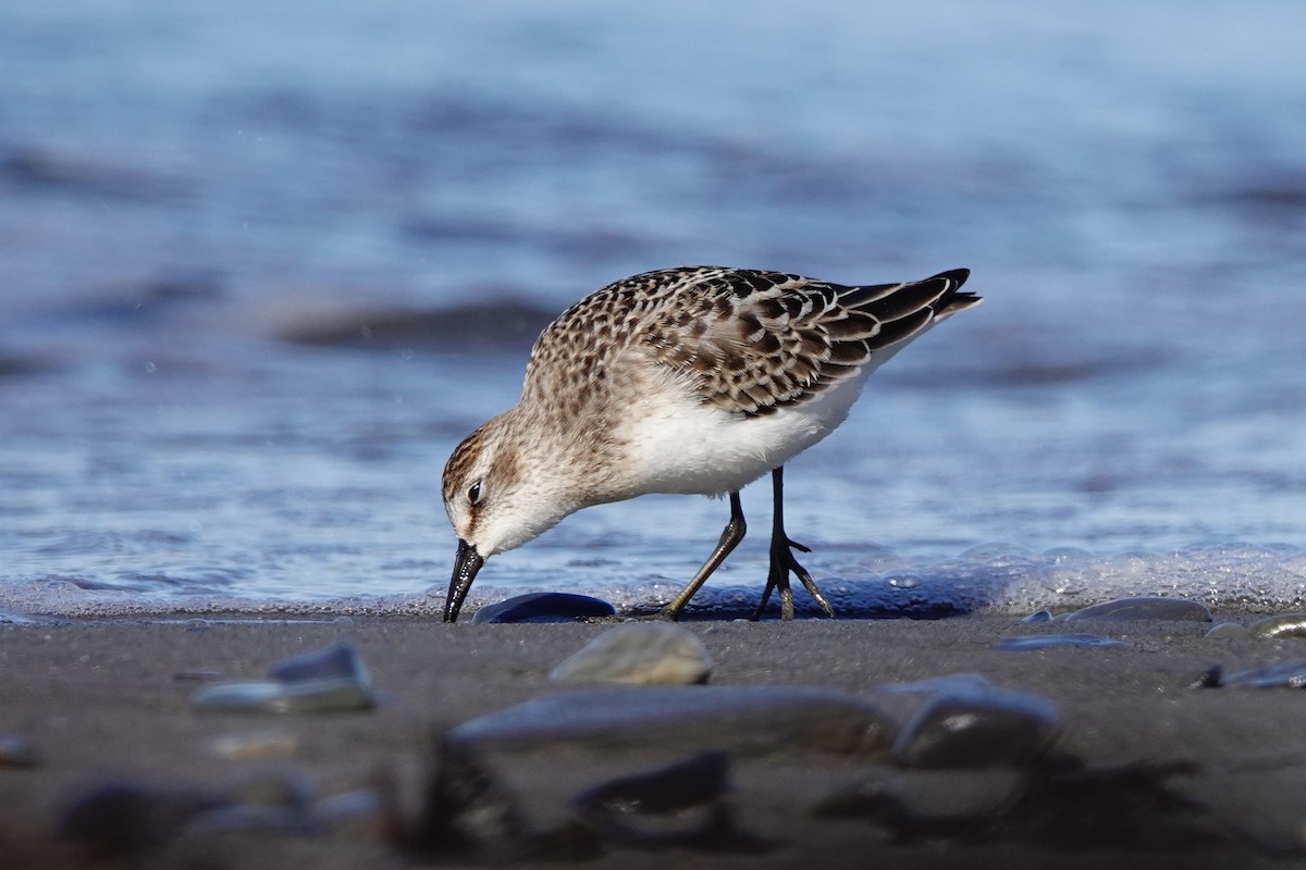 Semipalmated Sandpiper - ML645066975