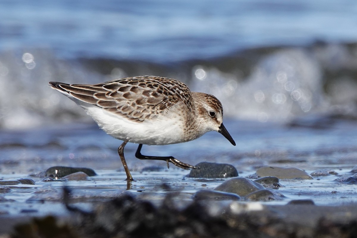 Semipalmated Sandpiper - ML645066990