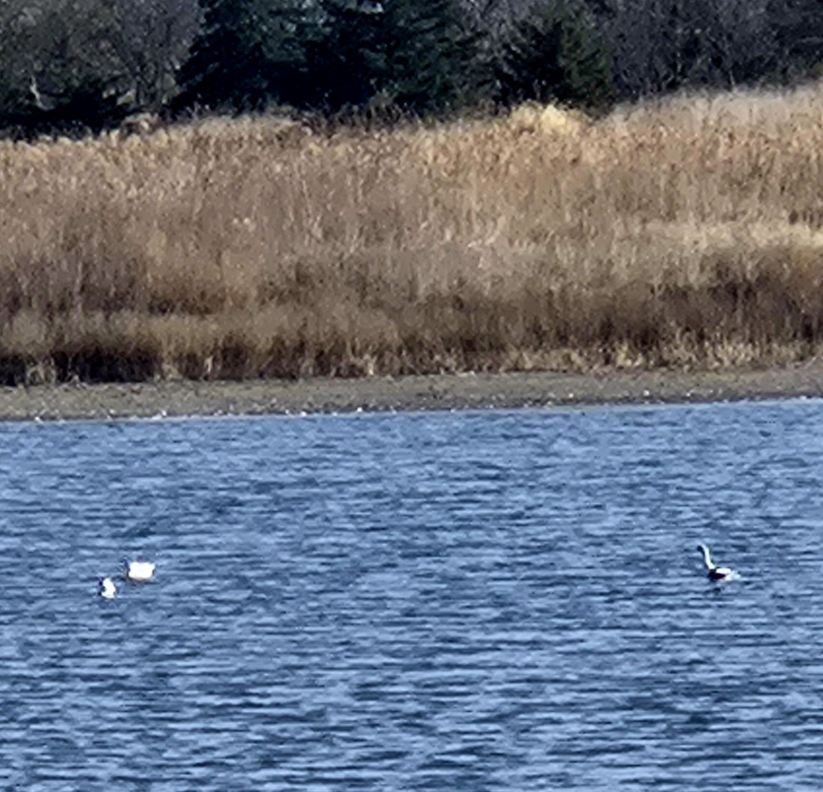 American Avocet - ML645066991