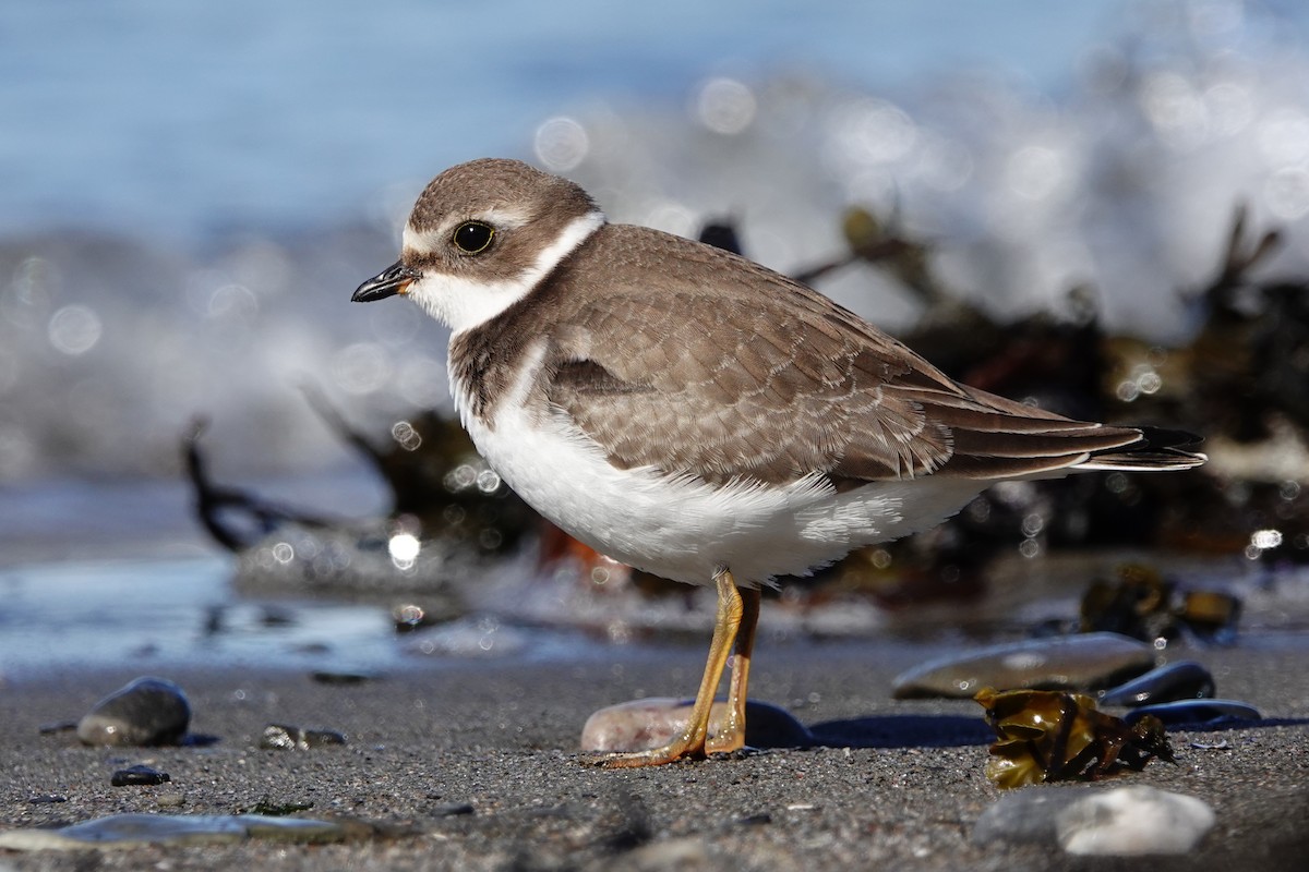 Semipalmated Plover - ML645067010