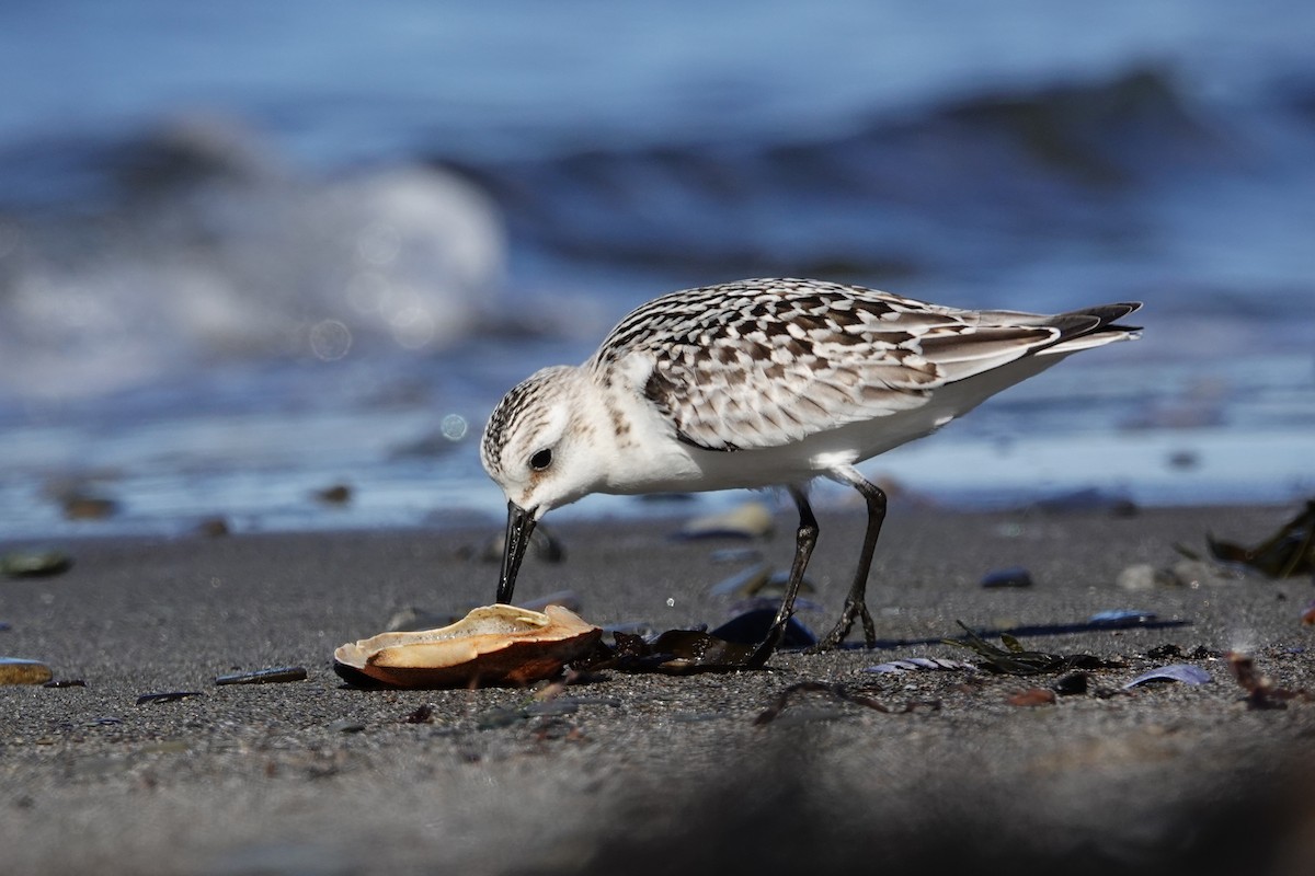 Sanderling - ML645067026