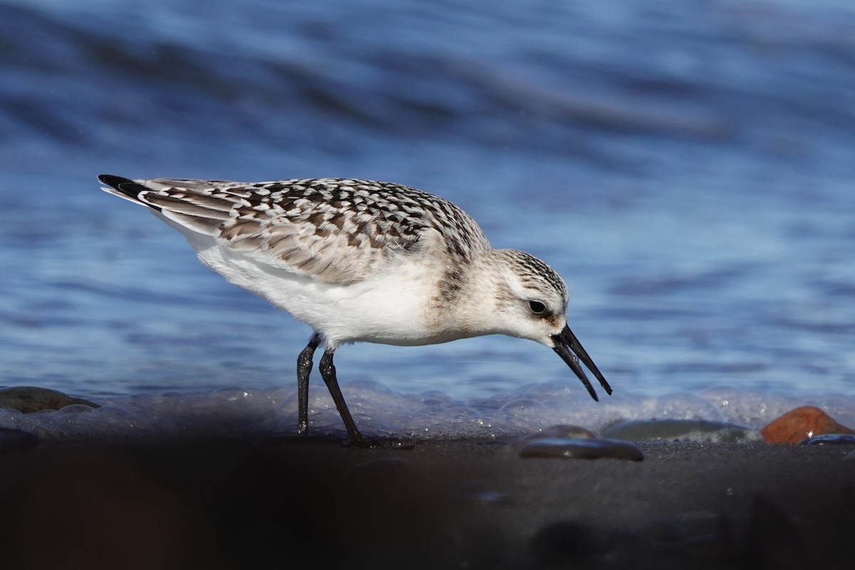 Sanderling - ML645067031