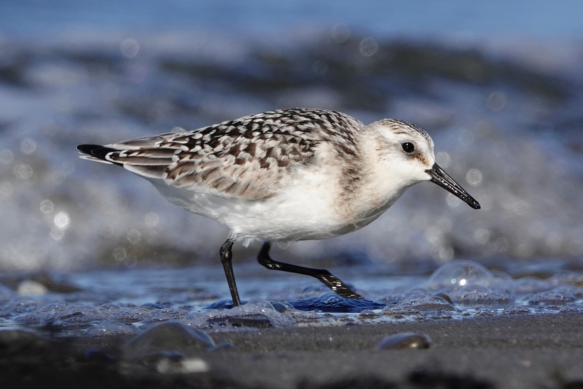 Sanderling - ML645067032