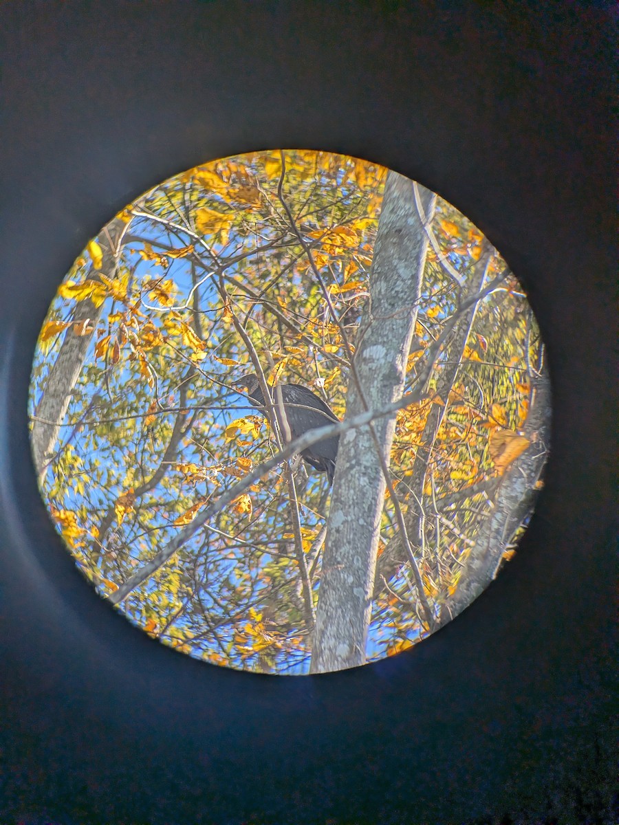 Black Vulture - ML645067033