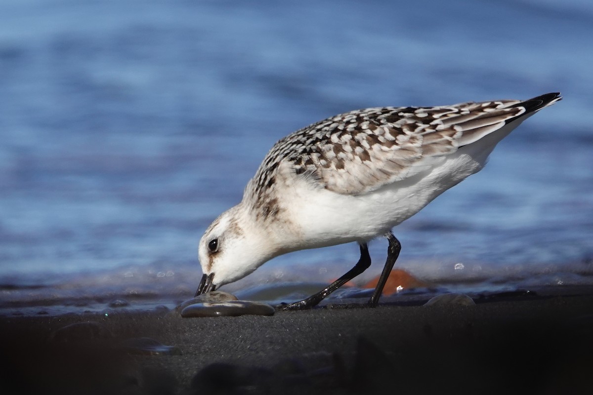 Sanderling - ML645067034