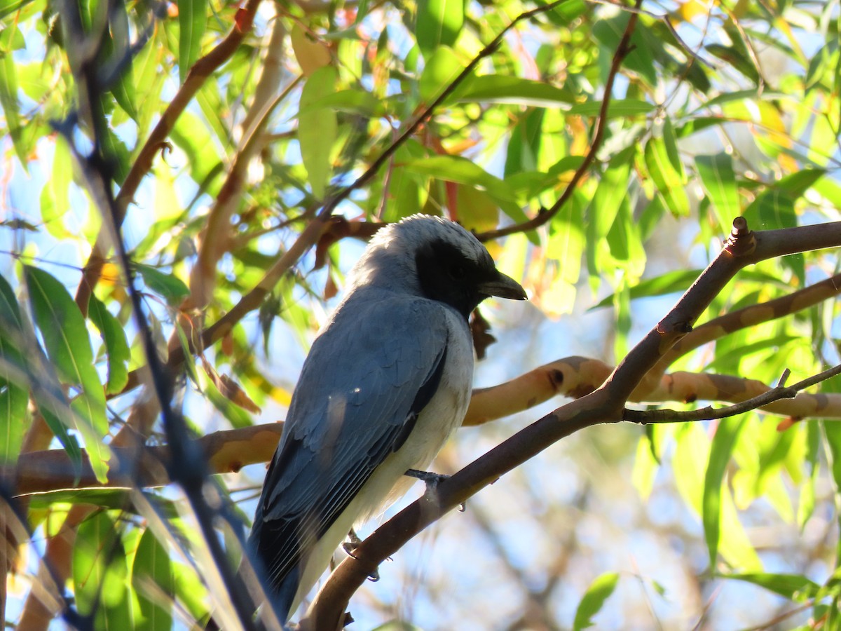 Black-faced Cuckooshrike - ML645067040