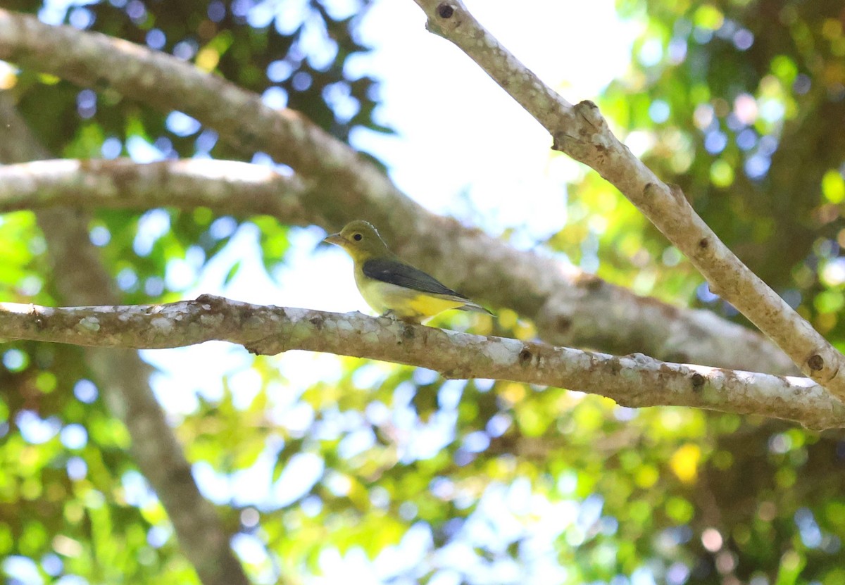 Scarlet Tanager - ML645067041