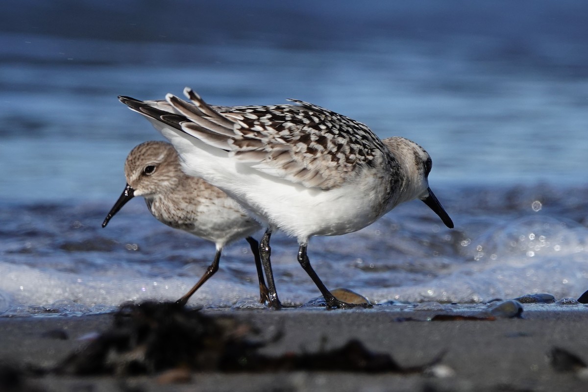 Sanderling - ML645067042