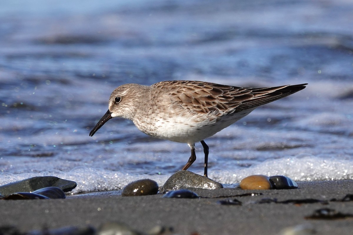 Weißbürzel-Strandläufer - ML645067043