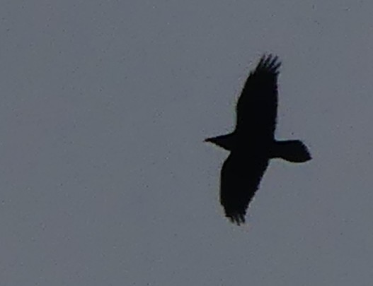 Common Raven - ML645067046