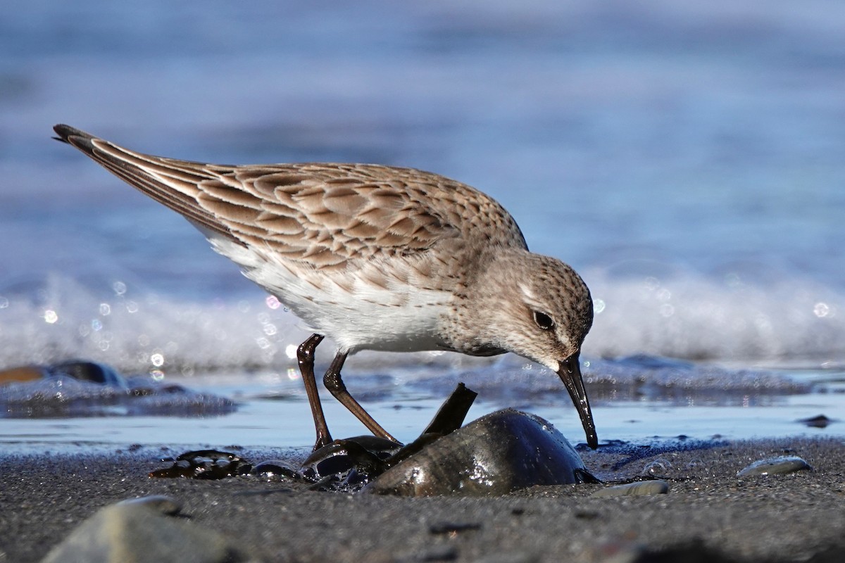 Weißbürzel-Strandläufer - ML645067049