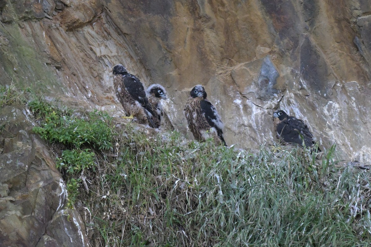 Peregrine Falcon - ML645067055