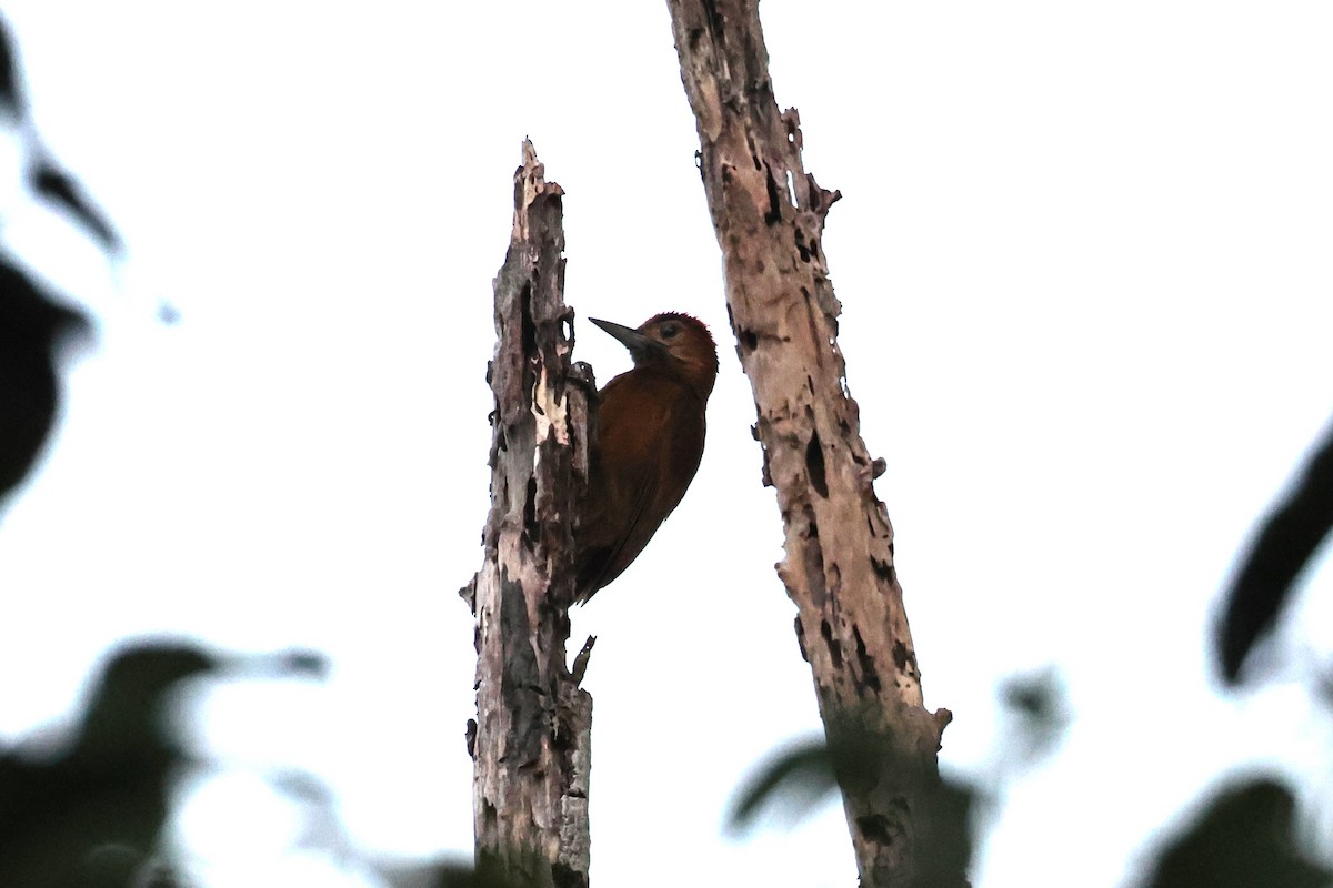 Smoky-brown Woodpecker - ML645067056