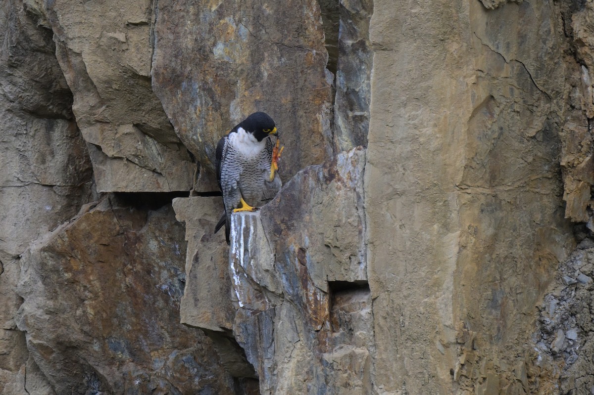 Peregrine Falcon - ML645067062