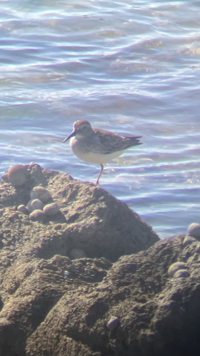 Çizgili Kumkuşu - ML645067064