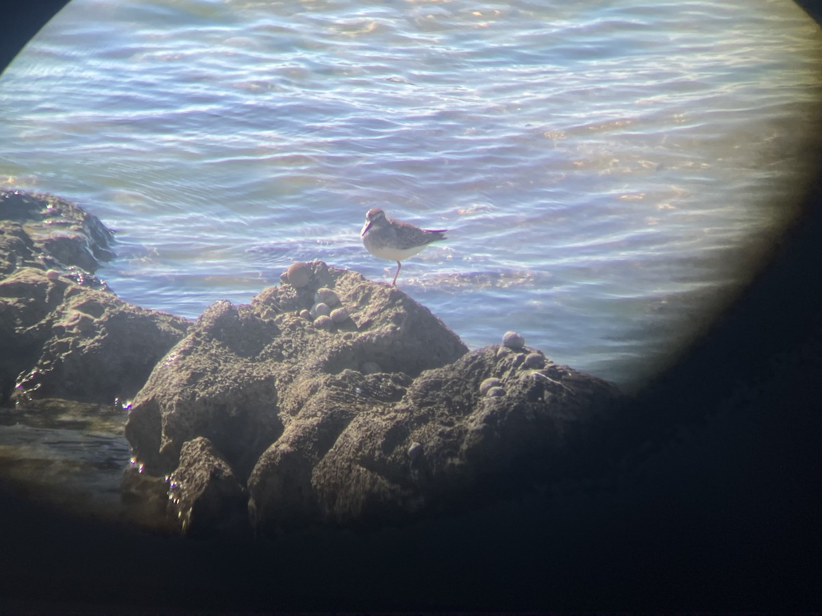 Çizgili Kumkuşu - ML645067065