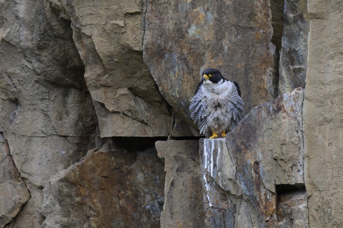 Peregrine Falcon - ML645067083